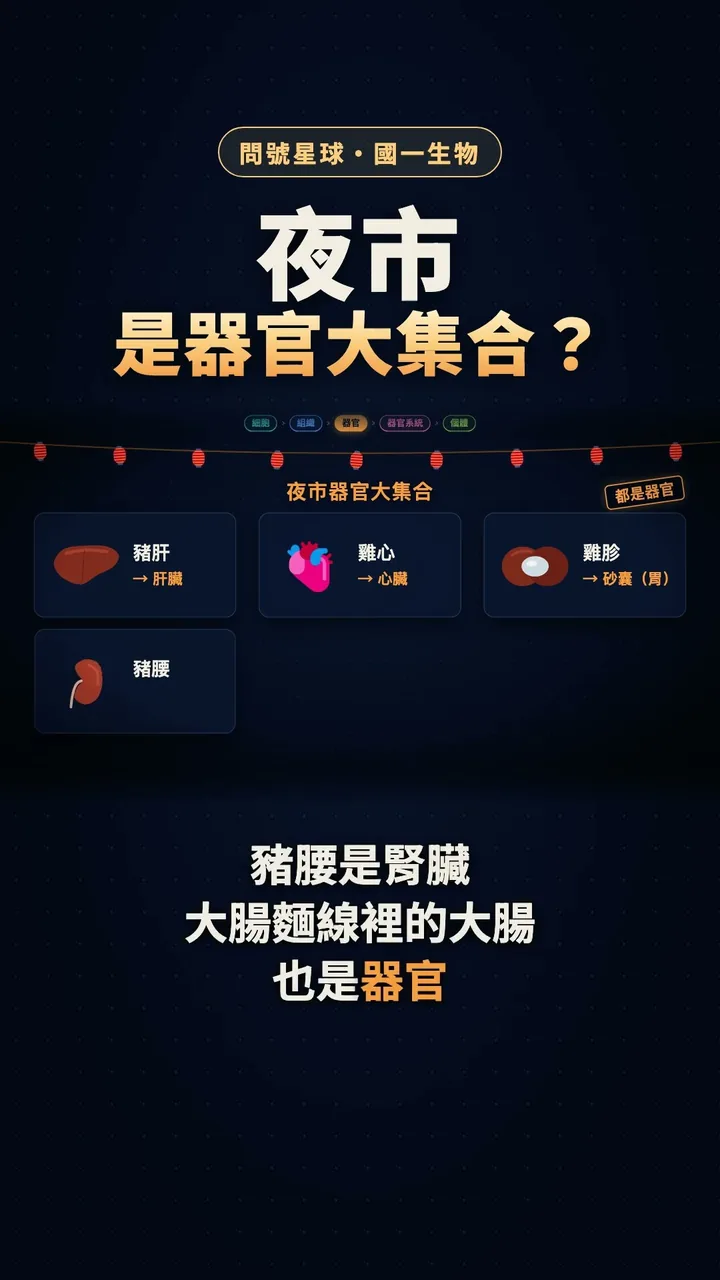 逛夜市其實是在逛器官大集合？