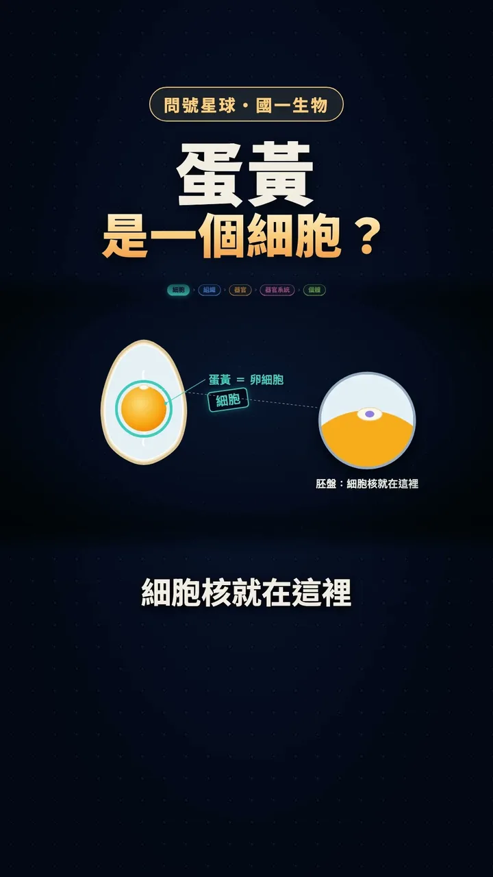 蛋黃是一個細胞？